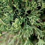 What Are Hollywood Junipers