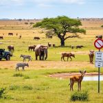 Safari Don'ts